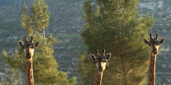 ג'ירפות מציצות בספר